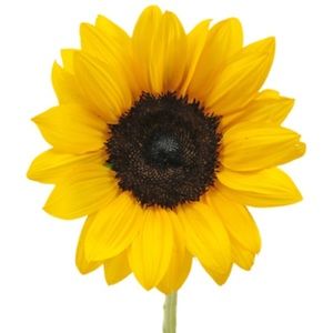 Meet your Posher, Ryann